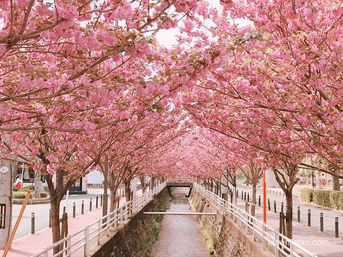 久留米市 池町川沿いの里桜が満開 里桜のアーチにうっとり 久留米ファン