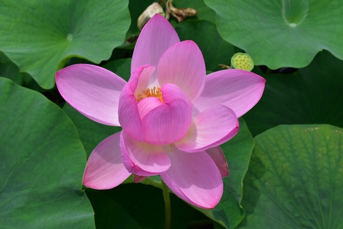 千栗土居公園 蓮の花「二千年蓮（はす）」ピンク色の花