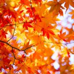 筑前秋月紅葉まつり＆秋の恵み大収穫祭2018 グルメや縁日が出店