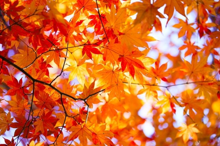 筑前秋月紅葉まつり＆秋の恵み大収穫祭2018 グルメや縁日が出店