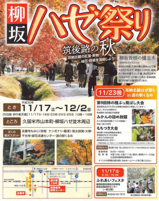 柳坂ハゼ祭り 新・日本街路樹100景にも選ばれている久留米市山本町の櫨並木