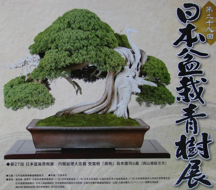 第28回 日本盆栽青樹展 全国各地から応募された約100点盆栽が展示