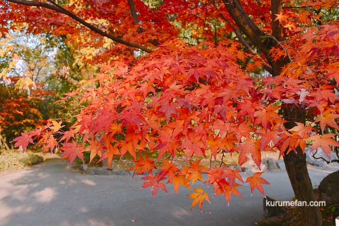 石橋文化センターの紅葉を見てきた！美しさにうっとり「もみじまつり」