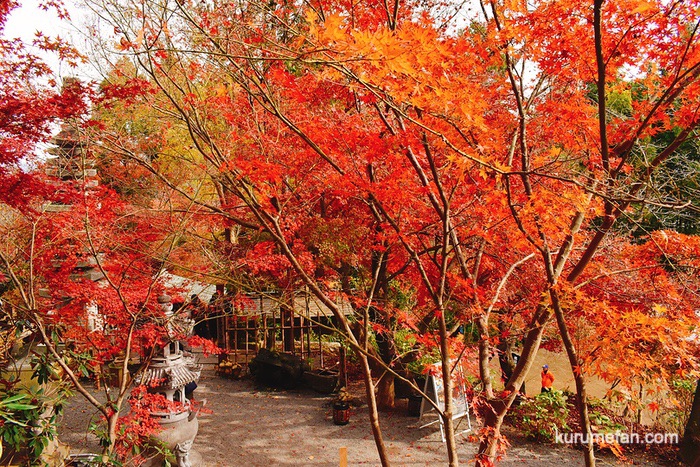 小郡市 如意輪寺の美しい紅葉