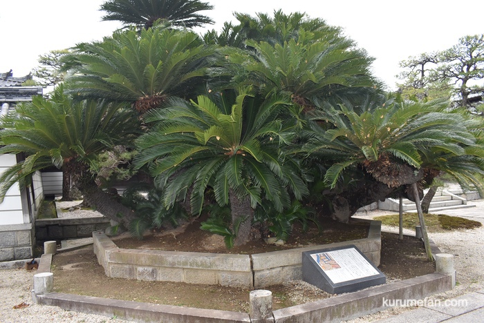 梅林寺 樹齢200年以上のソテツ