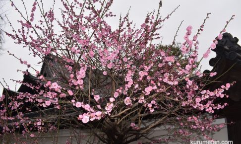 梅林寺外苑の梅をみてきた！久留米市の梅の名所【開花状況2019】