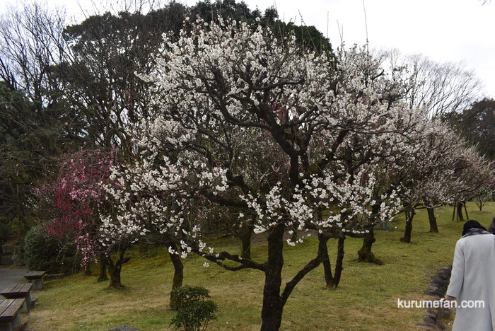 石橋文化センターの梅を観てきた！白梅や紅梅が咲き誇る【開花状況2019】