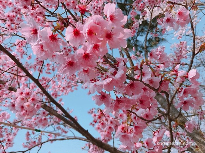 荒木町「鷲塚公園桜まつり」陽光桜や約150本の夜桜が楽しめる