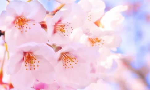石橋文化センター 春の花まつり2019 SAKURAまつり 約150本の桜