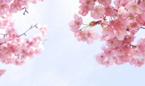 第8回 城島町民の森公園桜まつり 約200本の桜が咲き誇る