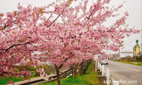 久留米市宮ノ陣町の桜並木の「河津桜」がキレイ！ピンク色の早咲きの桜
