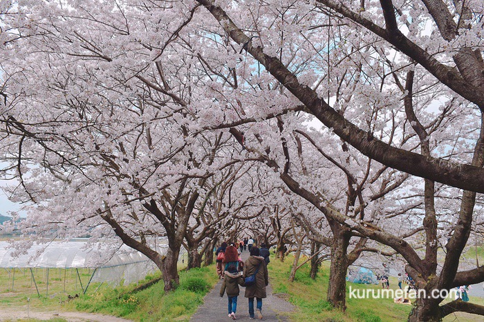 うきは市 流川さくら並木 桜のトンネル