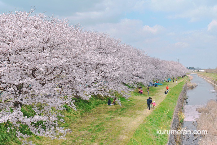 流川桜並木へ花見に行ってきた 約2キロ続く桜 うきは市の桜の名所 久留米ファン
