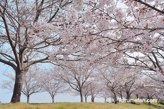 中千出公園の桜を見てきた！ゆめタウン久留米そばの桜並木（東合川）