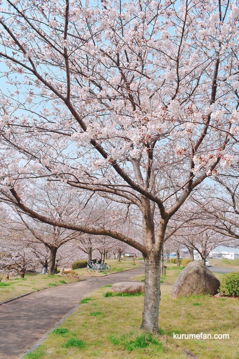 中千出公園の桜並木