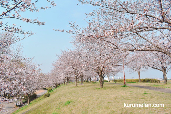 中千出公園の桜並木