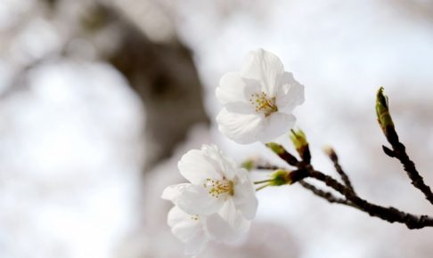 2019年 福岡のさくらの開花宣言 平年より2日早く昨年より2日遅い