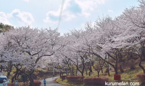 田主丸平原古墳公園へ桜を見てきた！約800本の桜に圧巻！【久留米市】