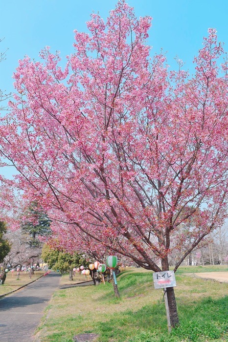 鷲塚公園にある陽光桜（久留米市荒木町）