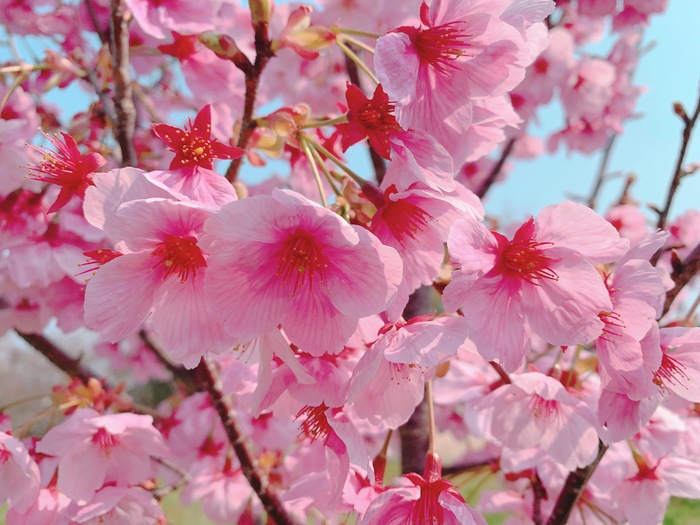 鷲塚公園にある陽光桜