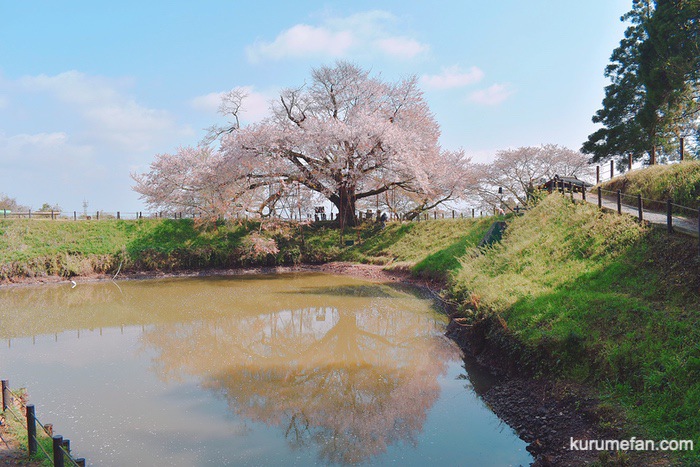 久留米市山本町にある浅井の一本桜 池に映る逆さ桜