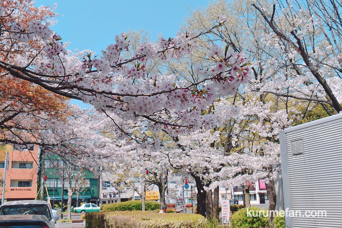 久留米市日吉町にある三本松公園の桜