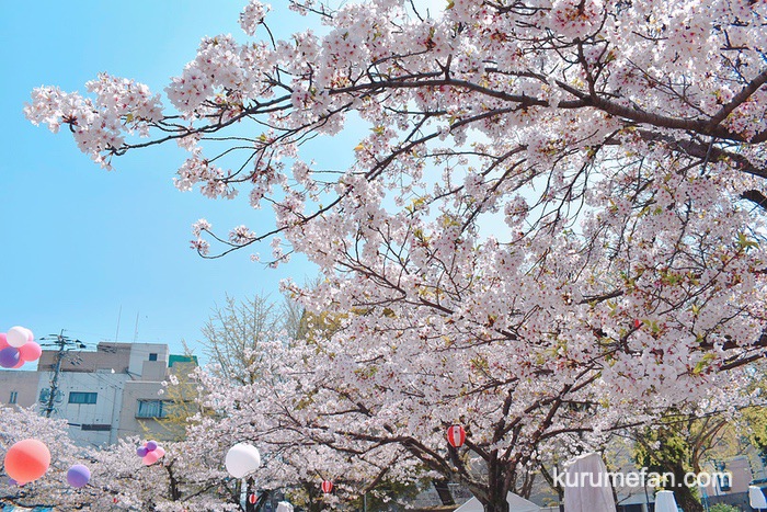 久留米市日吉町にある三本松公園の桜