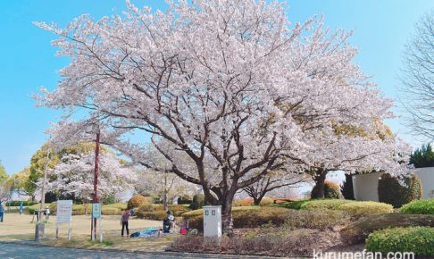 久留米百年公園の桜と久留米つつじまつりを見てきた！
