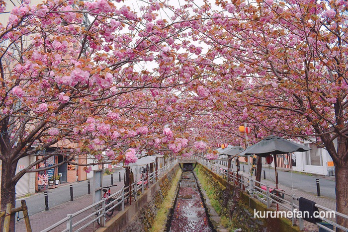 池町川沿いのサトザクラが満開！ピンク色の里桜のアーチ【久留米市】