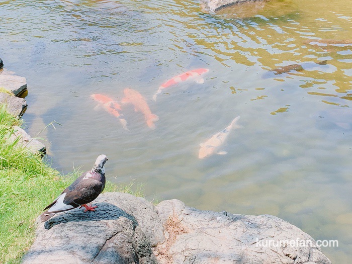 石橋文化センター 園内の池で鯉にエサやり