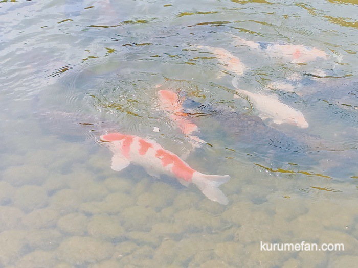 石橋文化センター 園内の池で鯉にエサやり