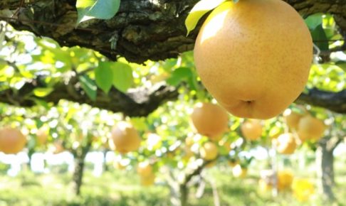 久留米で梨狩り！フルトリエ 中村果樹園 100年のおいしい歴史を重ねる藤山の梨