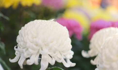 第66回 菊花展 久留米市 月読神社で毎年開催される歴史ある菊花展