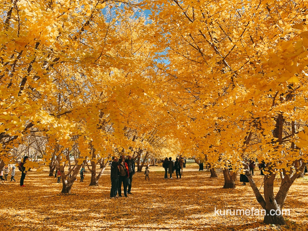 太原のイチョウ 広川町の黄金並木 一面、黄金色の景色に圧巻