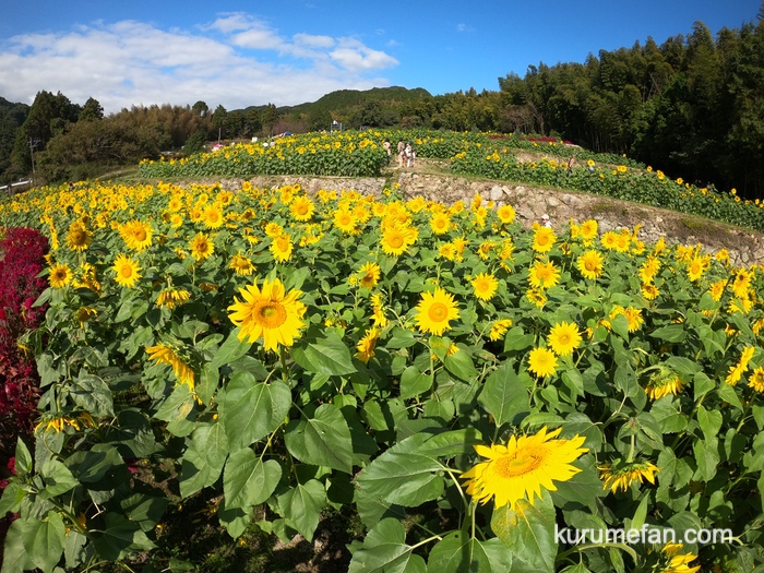 みやき町 山田ひまわり園 6,000平方メートルに咲く10万本のひまわり