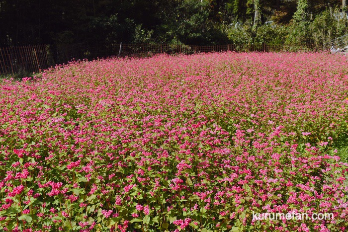 みやき町 山田ひまわり園 ピンク色のそばの花