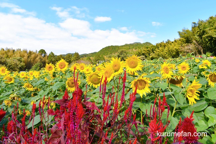 みやき町 山田ひまわり園 真っ赤なケイトウも咲いていて、黄色のヒマワリとのコントラスト