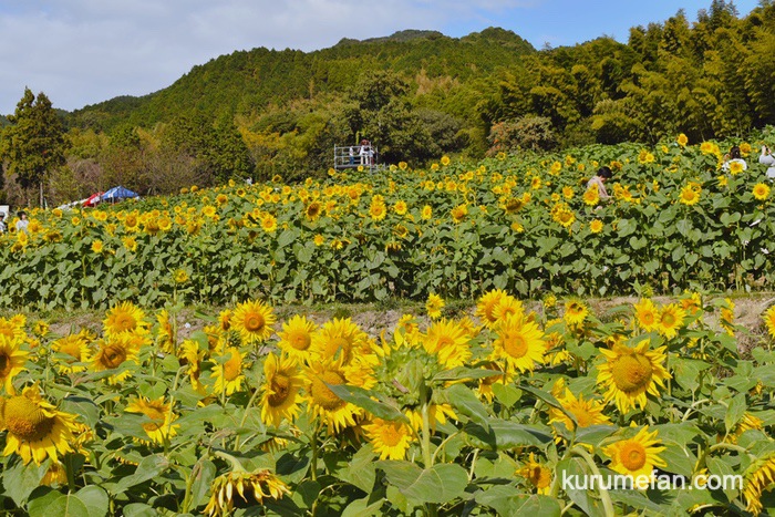 山田ひまわり園は、平な場所に植栽されているわけではなく、棚田に植栽されている