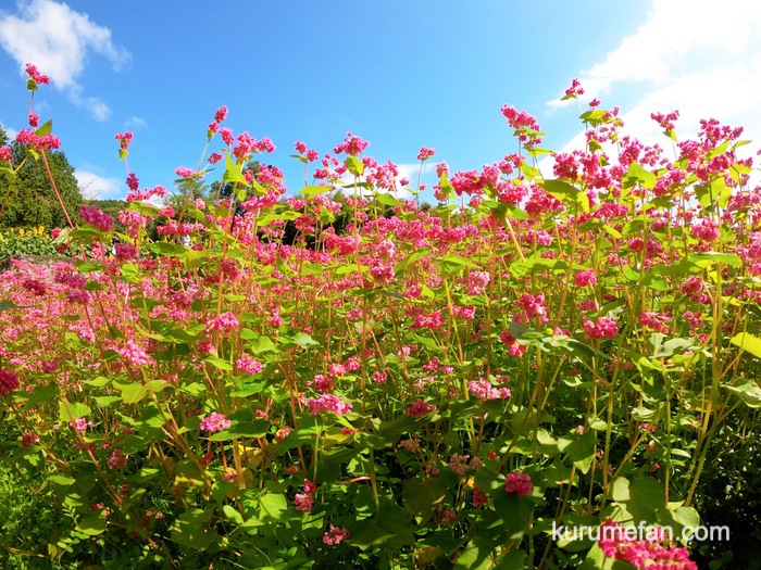 みやき町 山田ひまわり園 ピンク色のそばの花