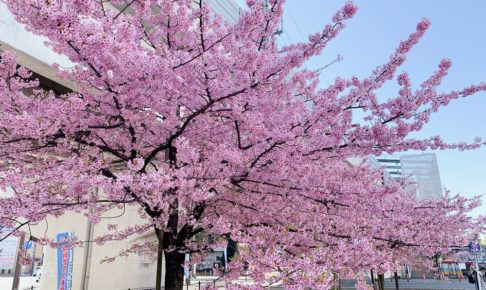 久留米市花畑駅前の河津桜が満開 ピンク色の早咲きの桜がキレイ