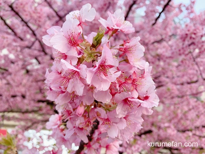久留米市 西鉄花畑駅前にある河津桜 ピンク色の大きな花