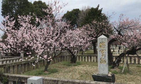 「将軍梅 梅祭り」久留米市内で最大級の梅の木 2024年3月20日開催
