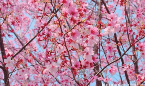 鷲塚公園桜まつり 久留米市荒木町 陽光桜など約150本のサクラが楽しめる