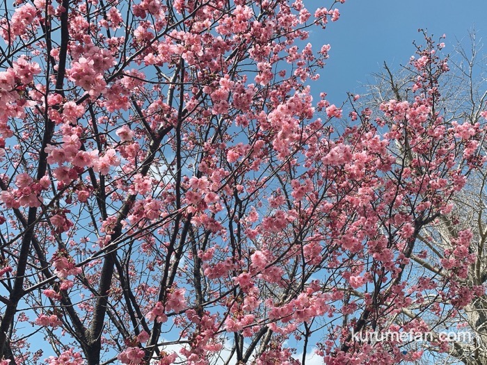 久留米市荒木町 鷲塚公園 陽光桜（ようこうざくら）咲き始めています