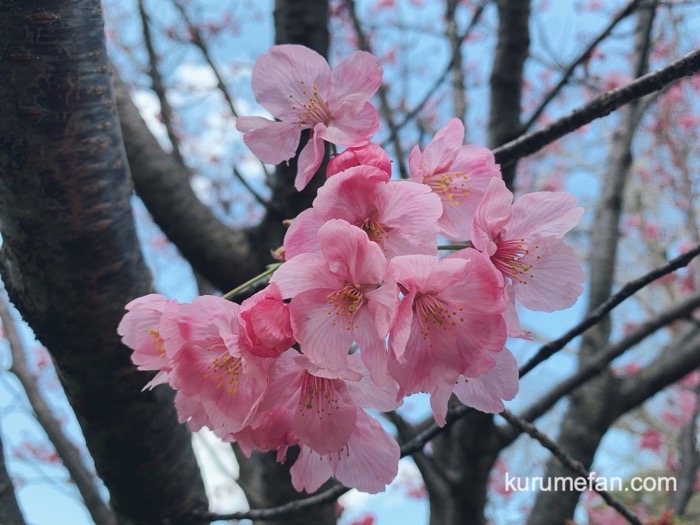 久留米市荒木町 鷲塚公園 陽光桜（ようこうざくら）綺麗な花