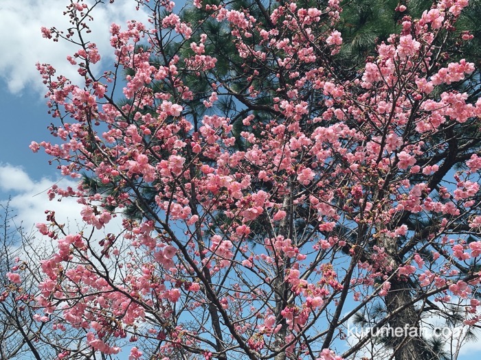 久留米市荒木町 鷲塚公園 陽光桜（ようこうざくら）ソメイヨシノより1週間ほど開花が早く濃いピンク色の桜