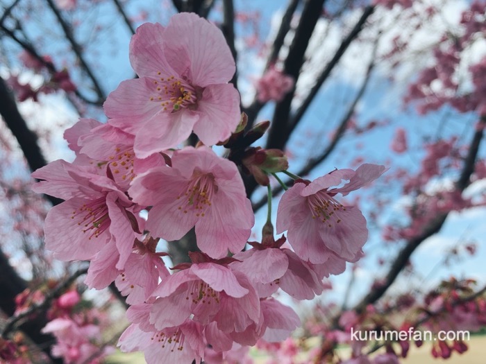 久留米市荒木町 鷲塚公園 陽光桜（ようこうざくら）綺麗な花