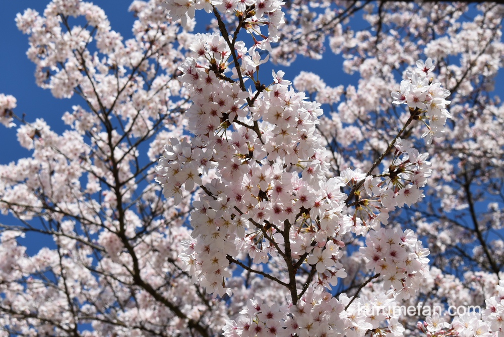 発心公園の桜が早くも咲いてる！久留米市草野町にある桜の名所【2020年】