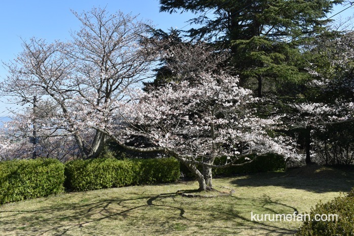 発心公園 約170本の桜が早くも開花