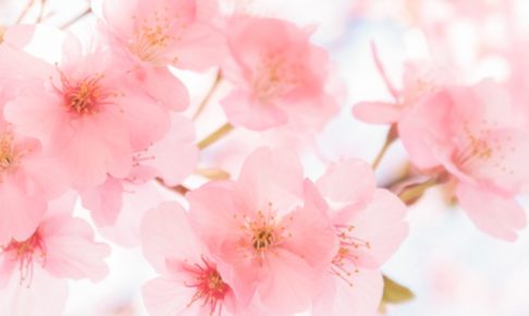 石橋文化センター SAKURAまつり2020 園内に咲く約150本の桜